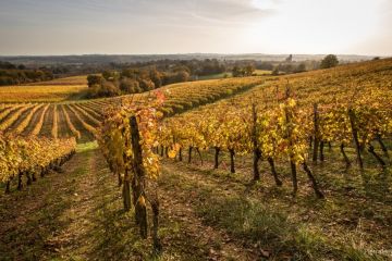 vignes-eglise