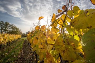 vignes-eglise-serre